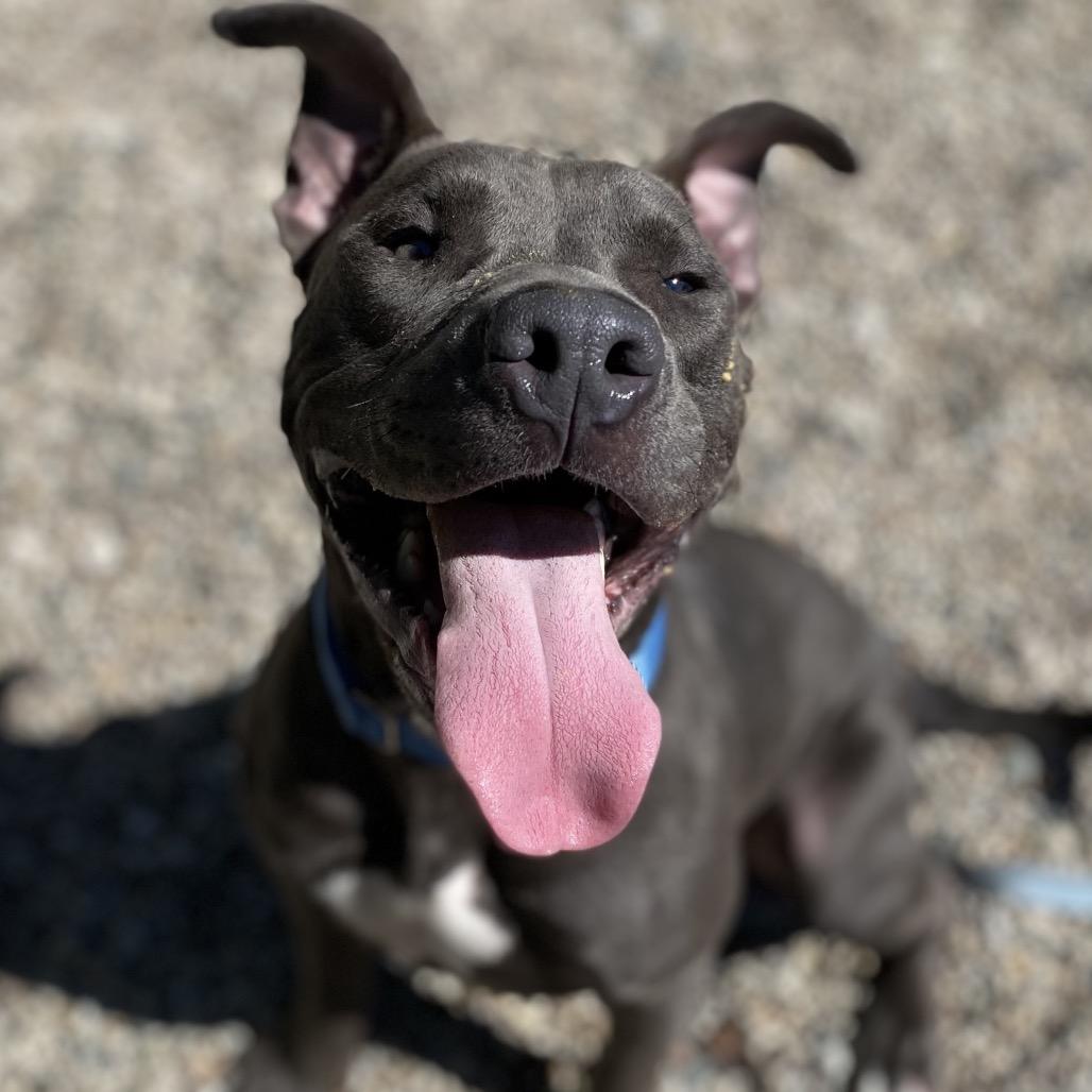 Enlarge Scotty, a Adoptable Mixed Breed in West Olive, MI image 1/5