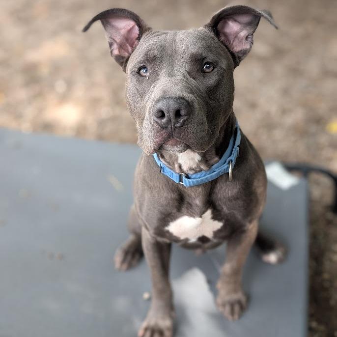 Enlarge Scotty, a Adoptable Mixed Breed in West Olive, MI image 2/5