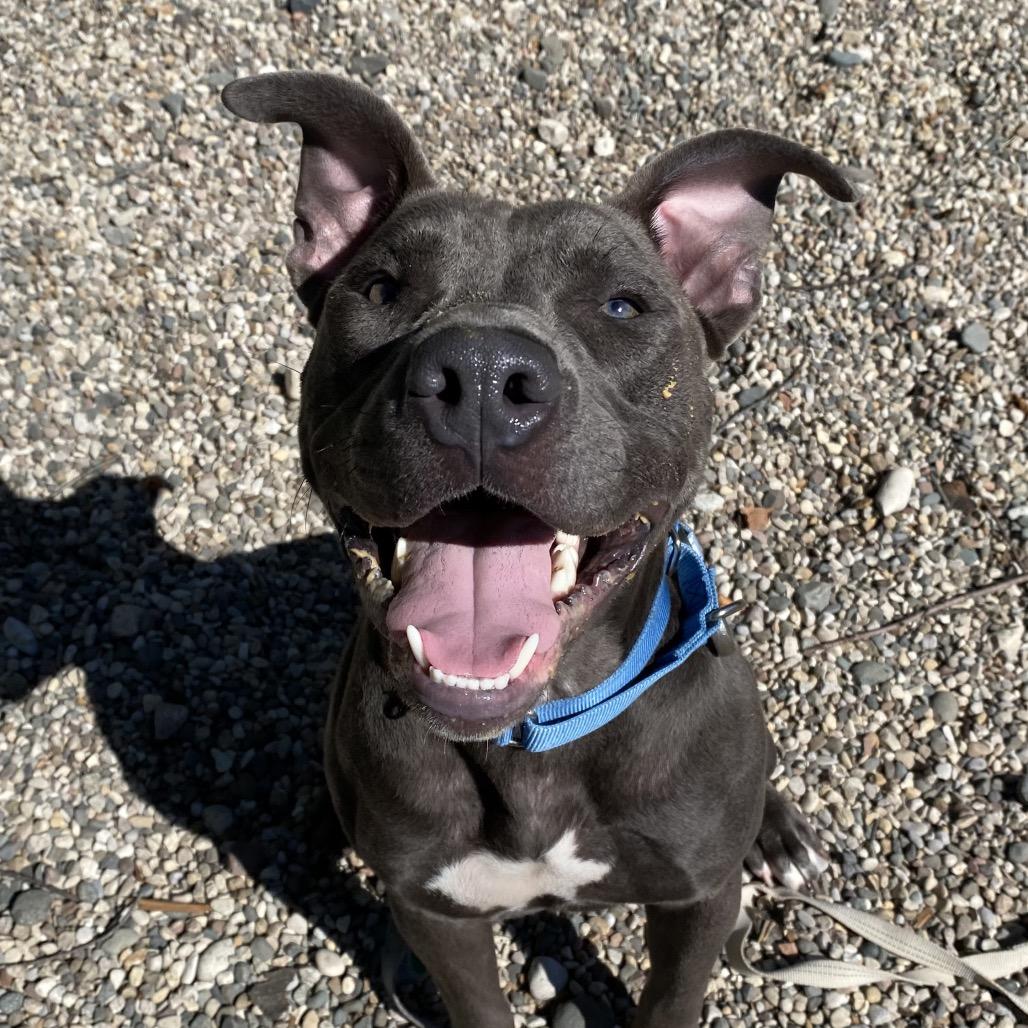 Enlarge Scotty, a Adoptable Mixed Breed in West Olive, MI image 3/5