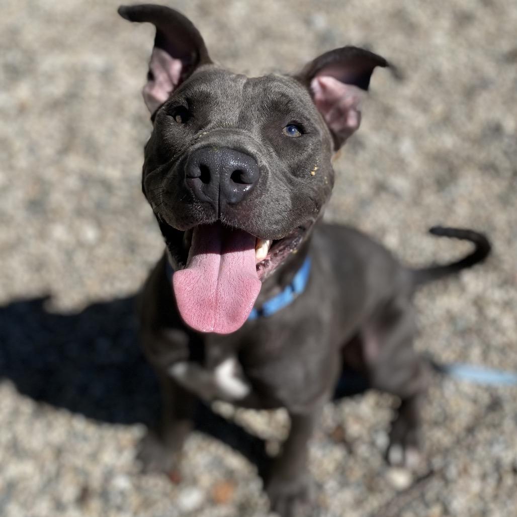 Enlarge Scotty, a Adoptable Mixed Breed in West Olive, MI image 4/5