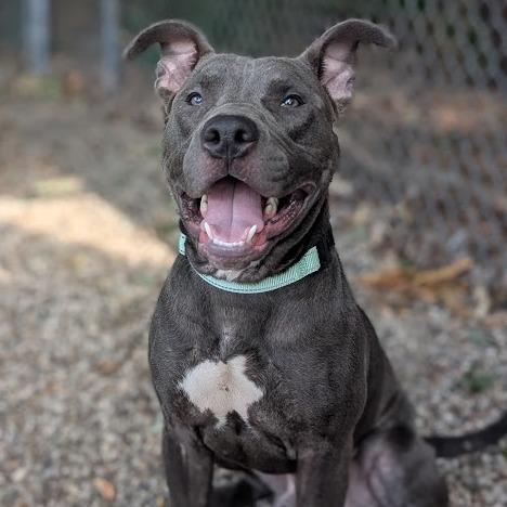 Enlarge Scotty, a Adoptable Mixed Breed in West Olive, MI image 5/5