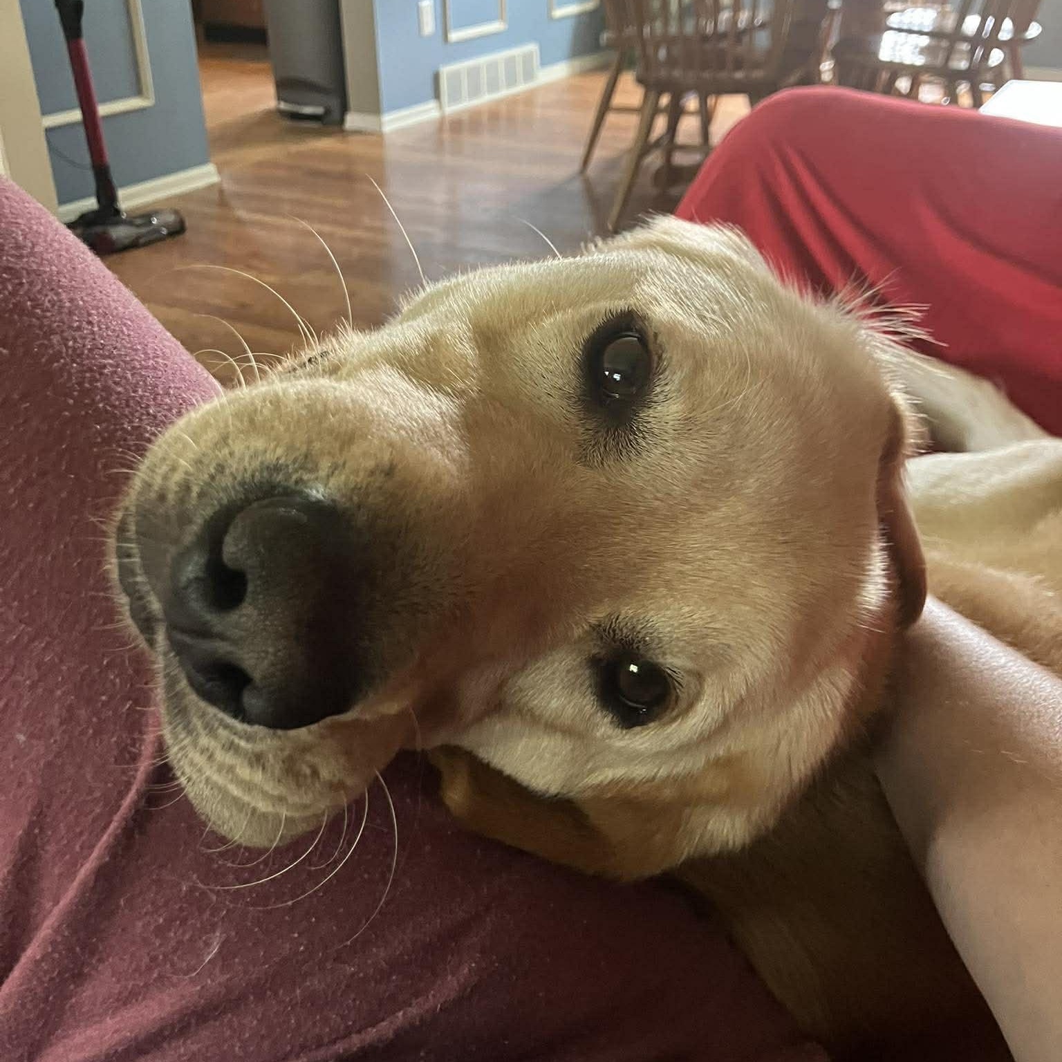 Apollo, an adopted mixed breed in Rochester, NY image 4/5