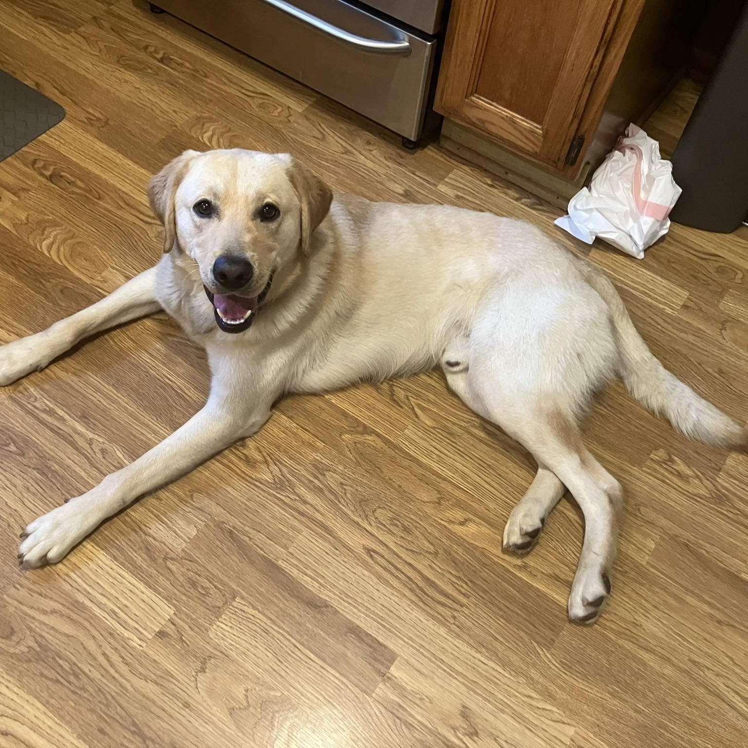 Apollo, an adopted mixed breed in Rochester, NY image 2/5