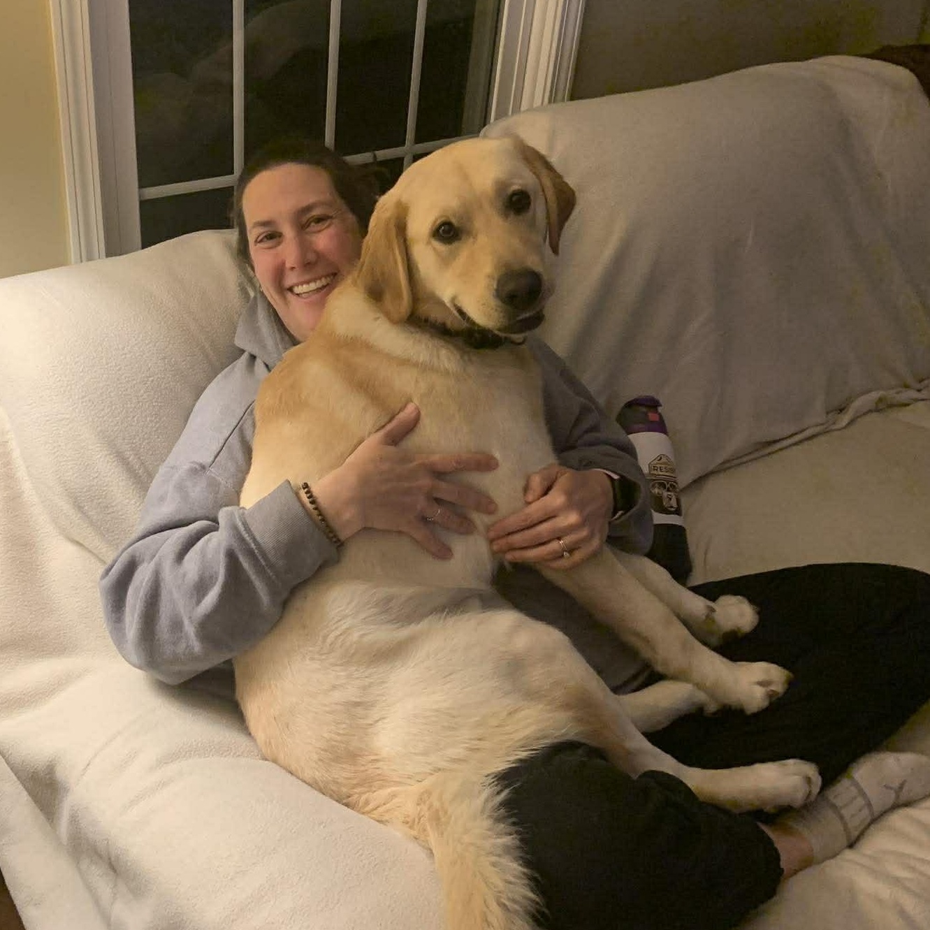 Apollo, adopted, Young Male Yellow Labrador Retriever & Golden Retriever.