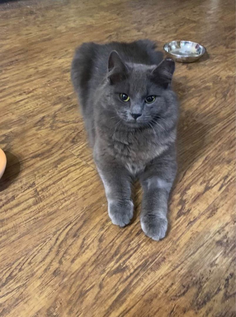 Enlarge Flint, a Adopted Nebelung in Clyde, NC image 1/6