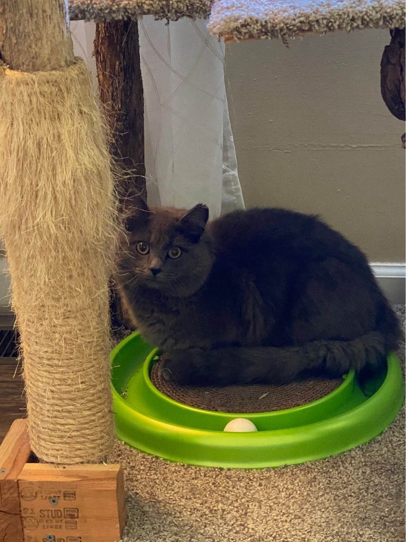 Enlarge Flint, a Adopted Nebelung in Clyde, NC image 2/6