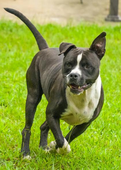 Enlarge Torgal 58979, a Adoptable mixed breed in Aiken, SC image 1/3