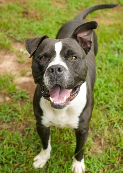 Enlarge Torgal 58979, a Adoptable mixed breed in Aiken, SC image 2/3