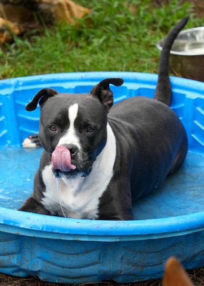 Enlarge Torgal 58979, a Adoptable mixed breed in Aiken, SC image 3/3