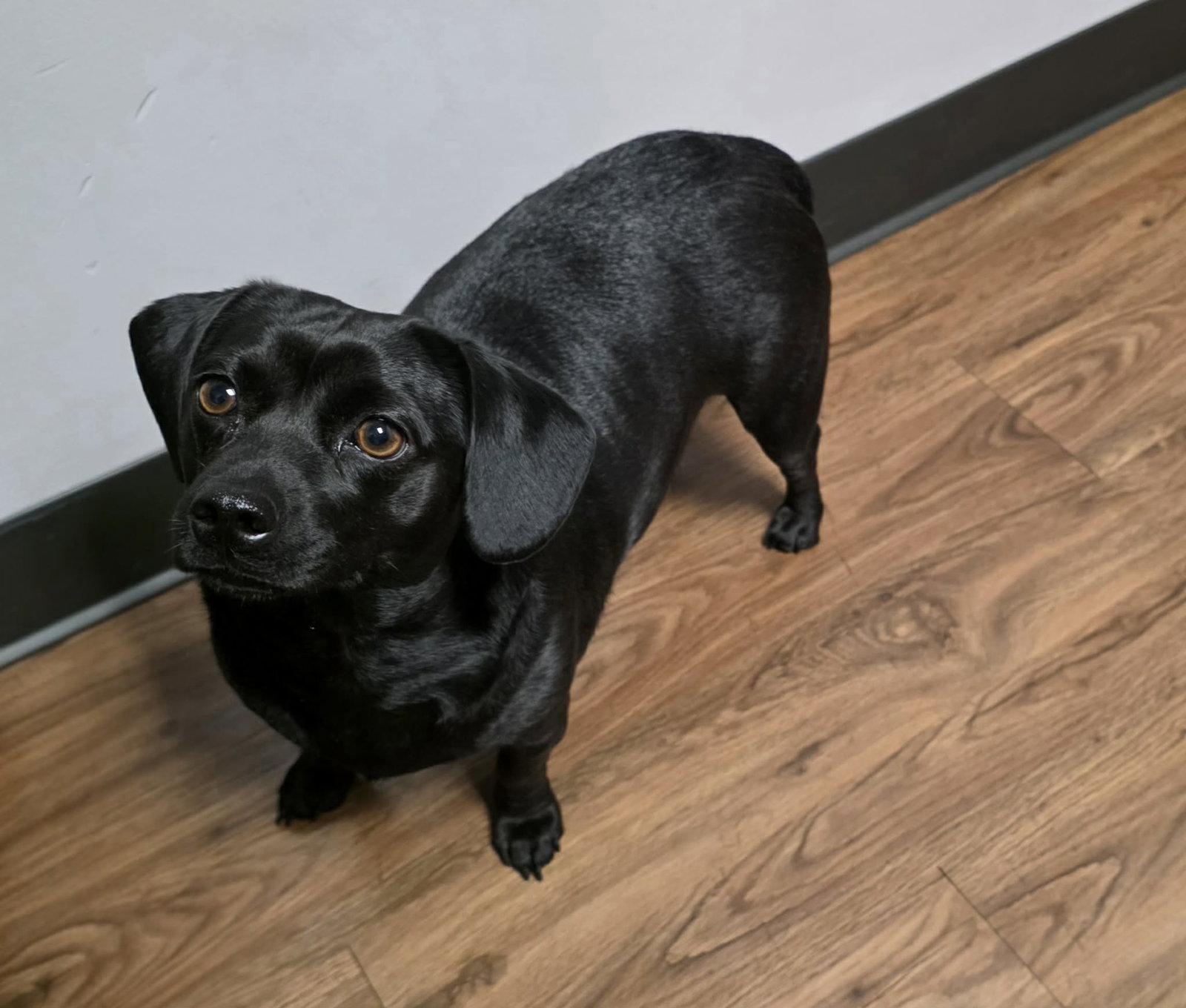 Courtney, Adopted, Adult Female Dachshund & Chihuahua.