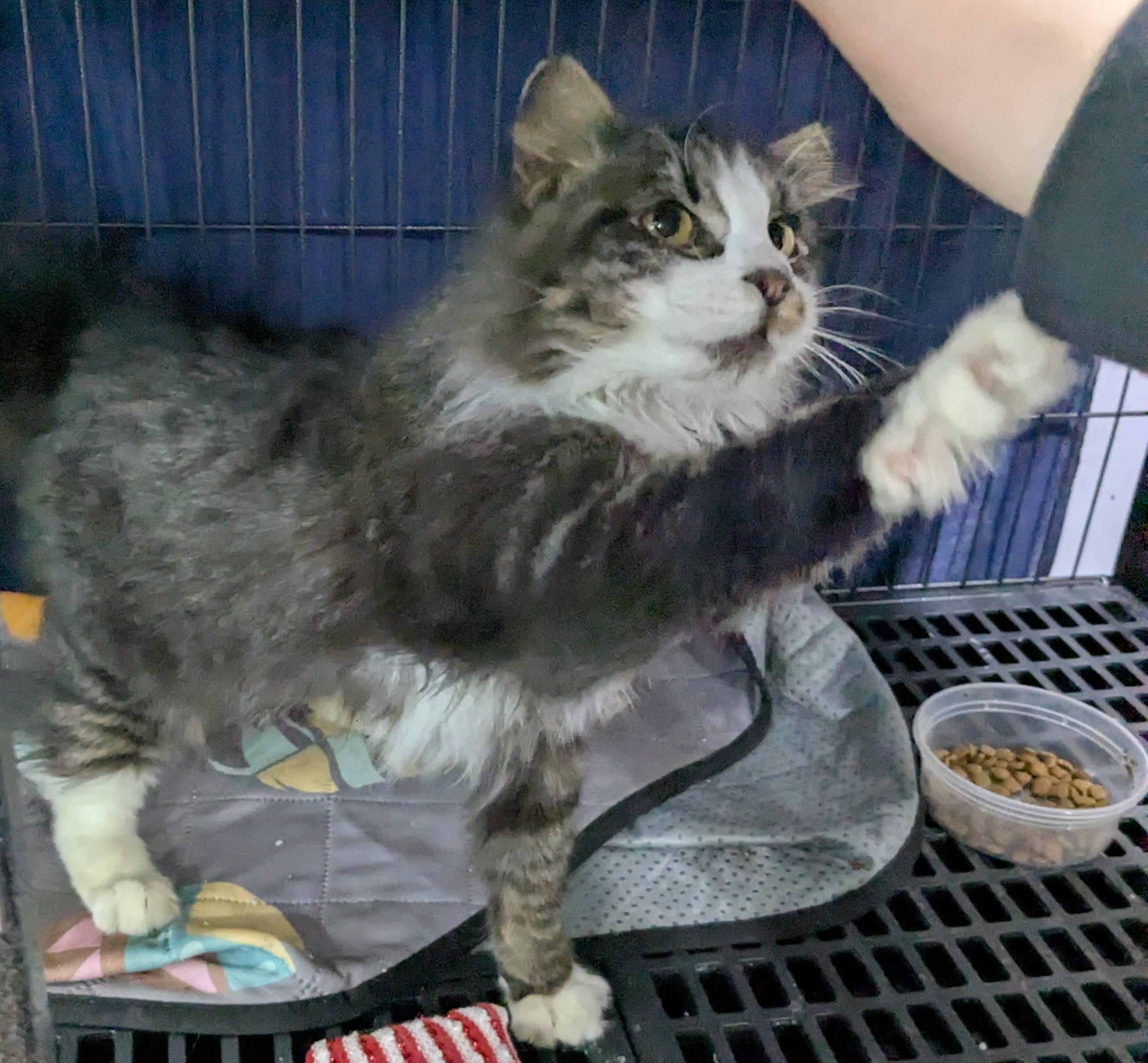 Socks, a Adopted Domestic Long Hair in Crompond, NY image 5/5