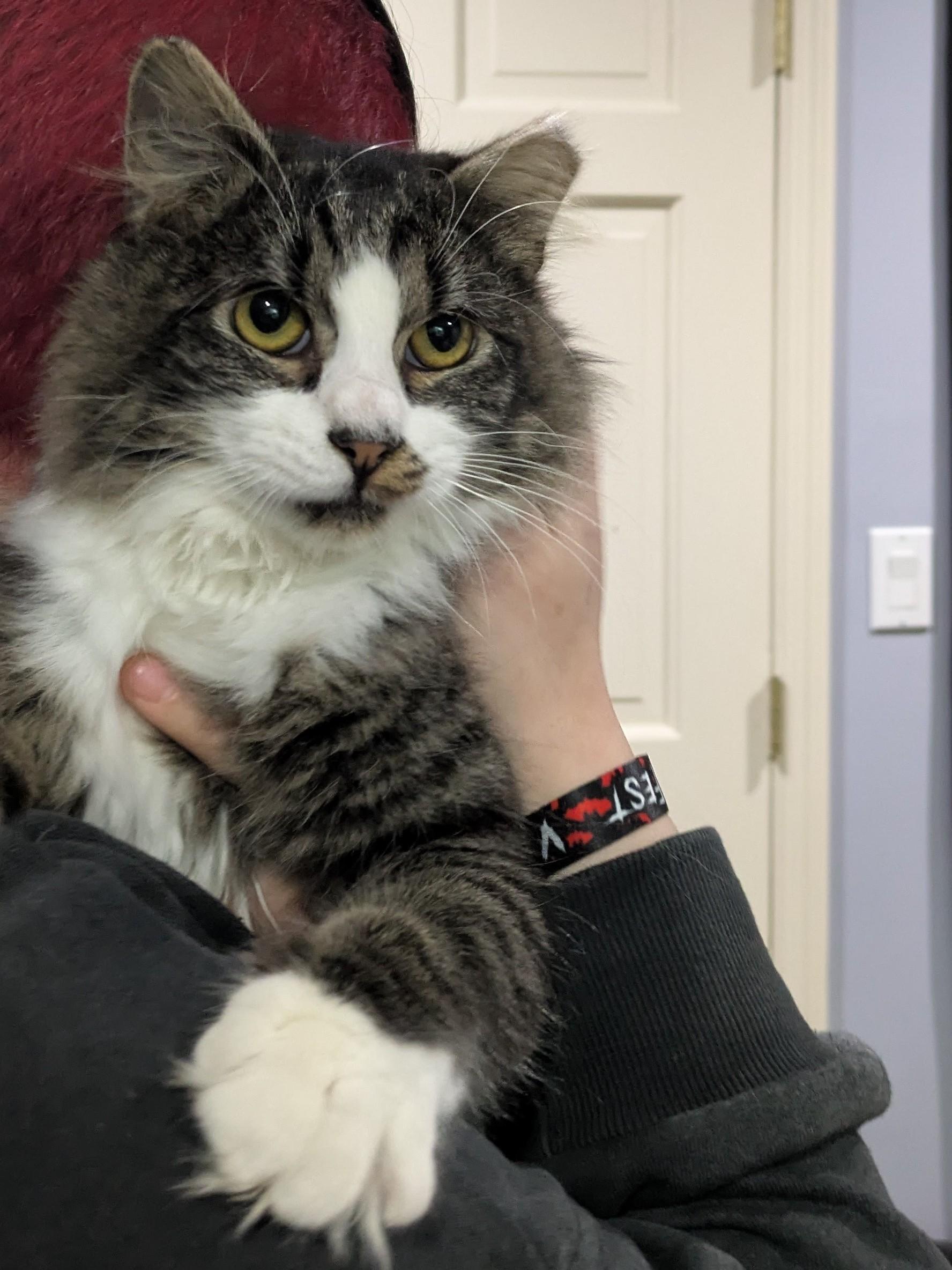 Socks, a Adopted Domestic Long Hair in Crompond, NY image 3/5