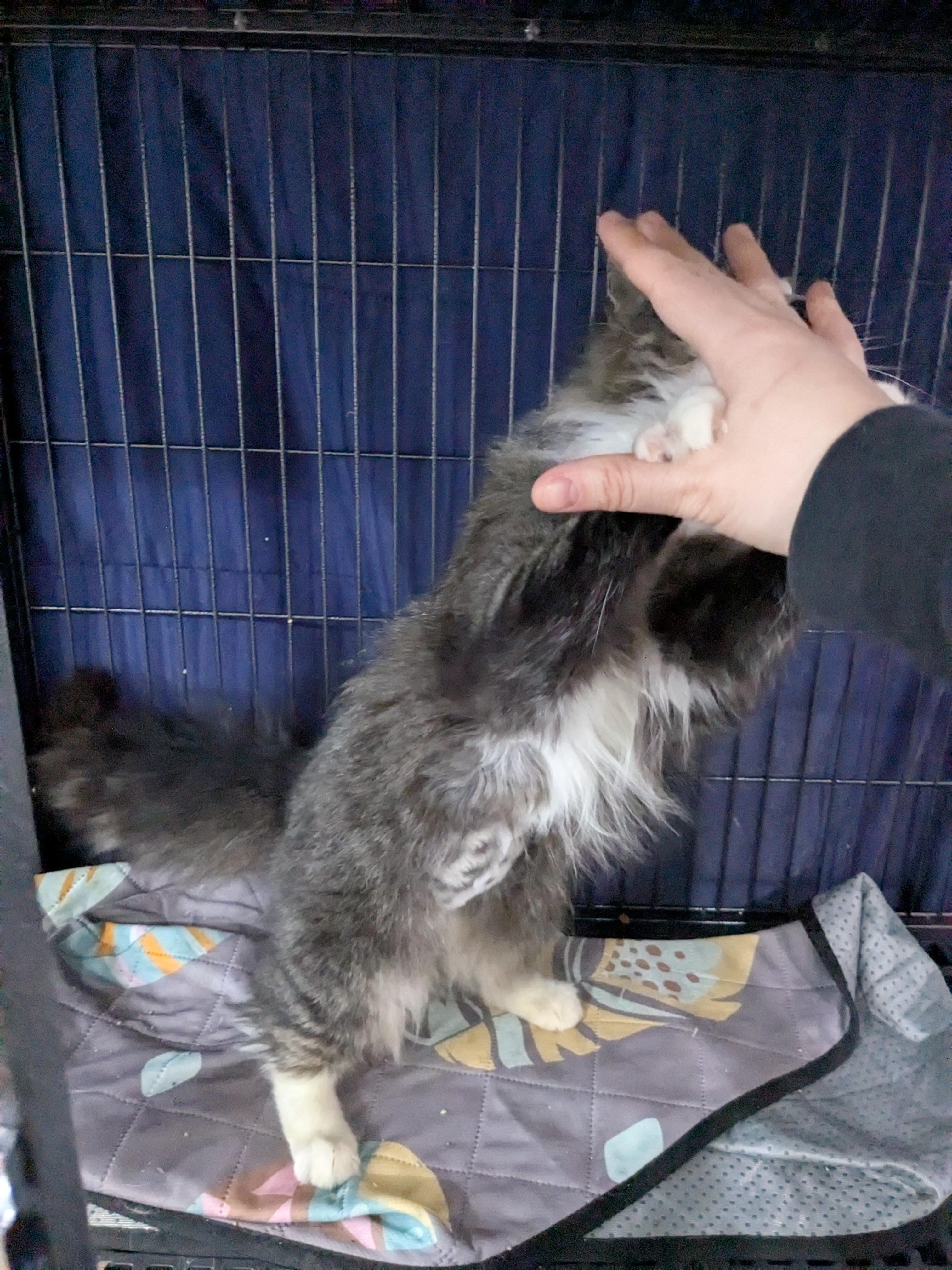 Socks, a Adopted Domestic Long Hair in Crompond, NY image 4/5