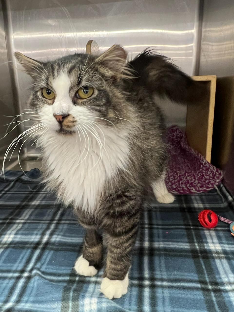 Socks, a Adopted Domestic Long Hair in Crompond, NY image 2/5