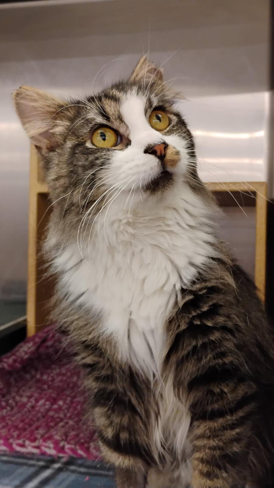 Socks, a Adopted Domestic Long Hair in Crompond, NY image 1/5