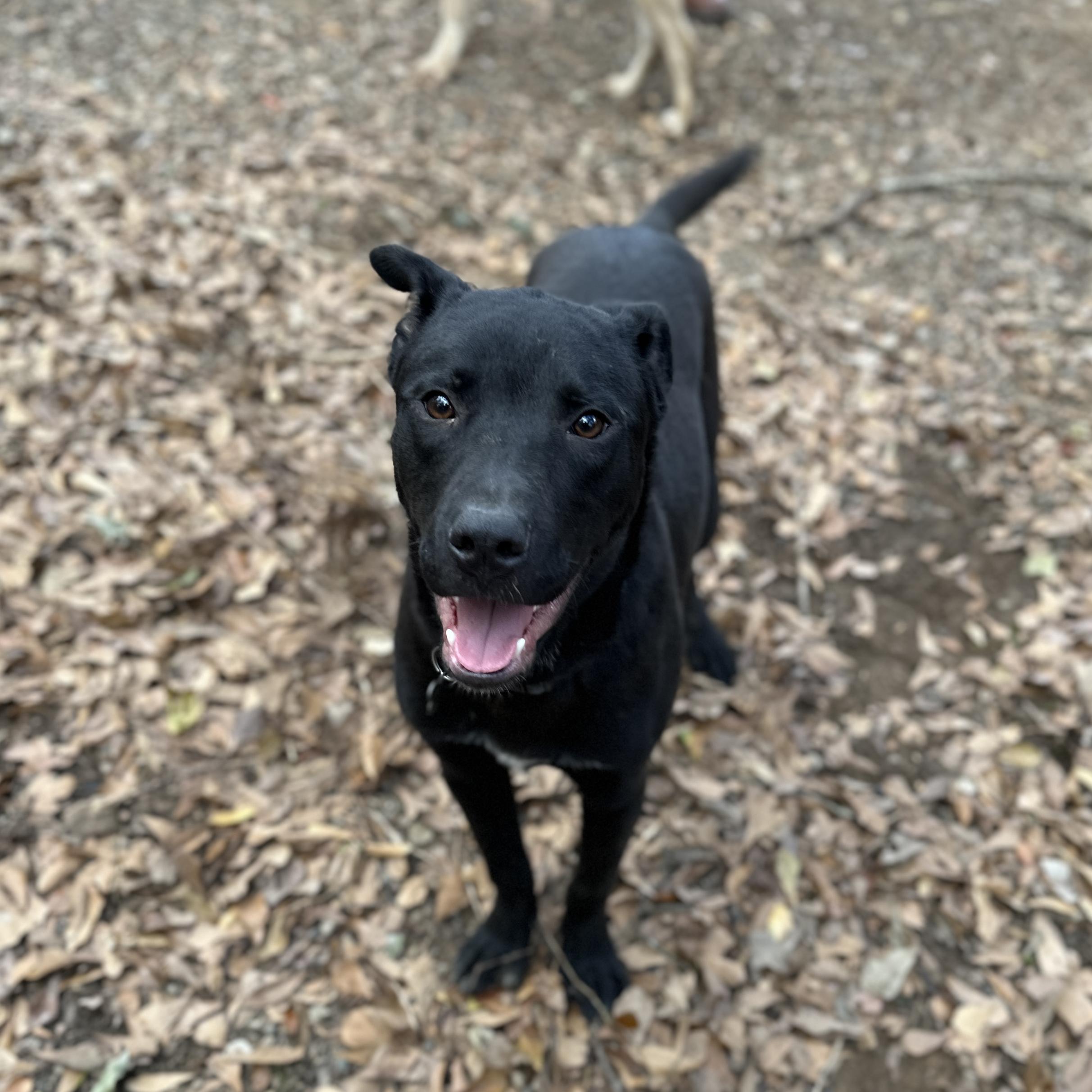 Carne Asada — thumbnail 4