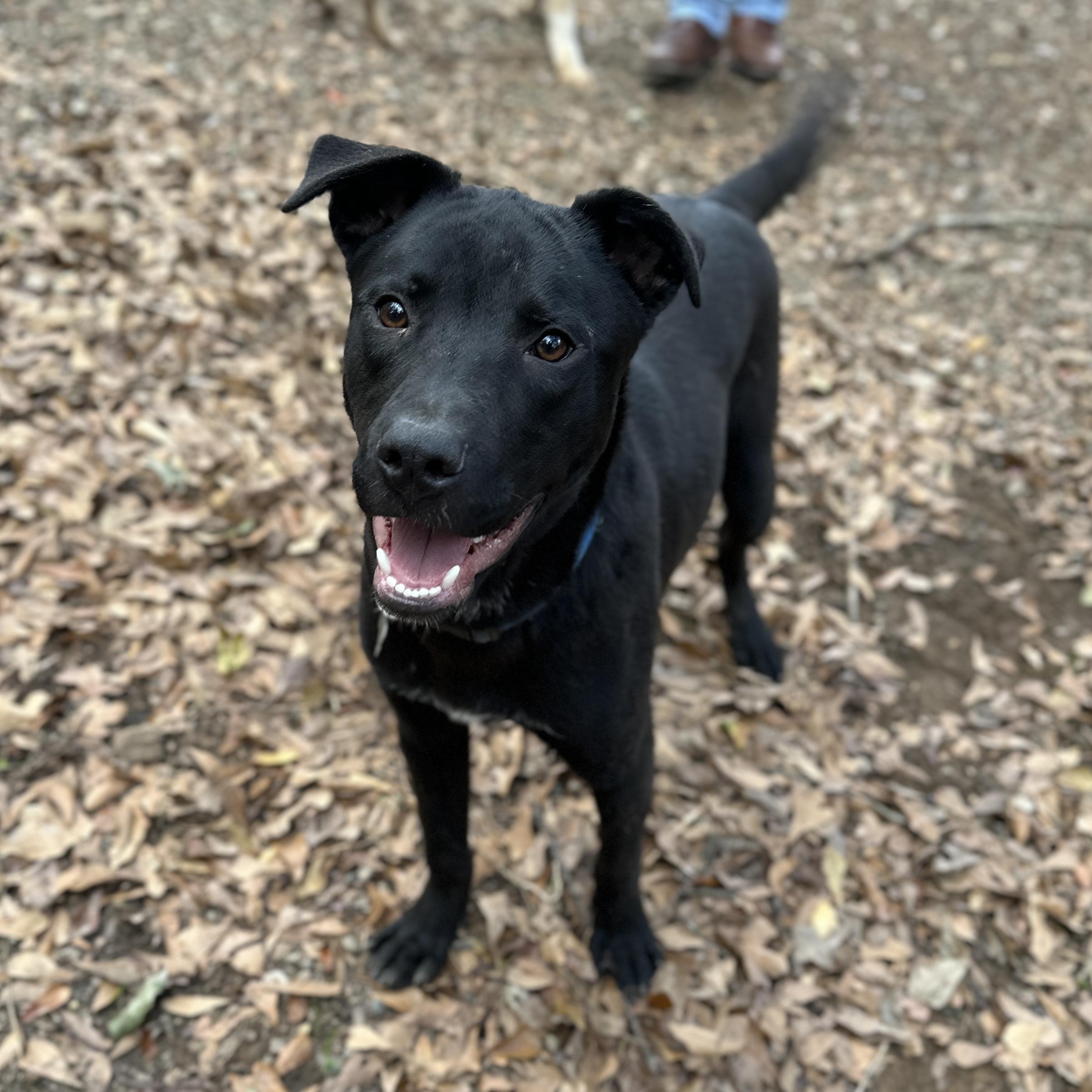 Carne Asada — thumbnail 5