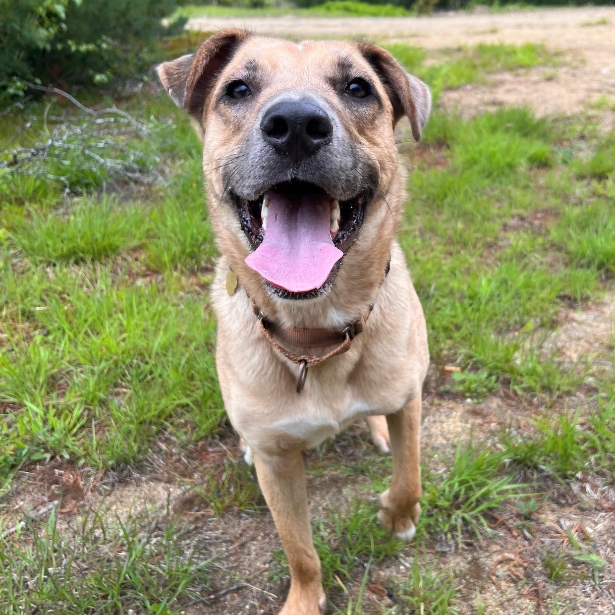 Desperado (FEE SPONSORED), Adoptable, Adult Male Yellow Labrador Retriever.