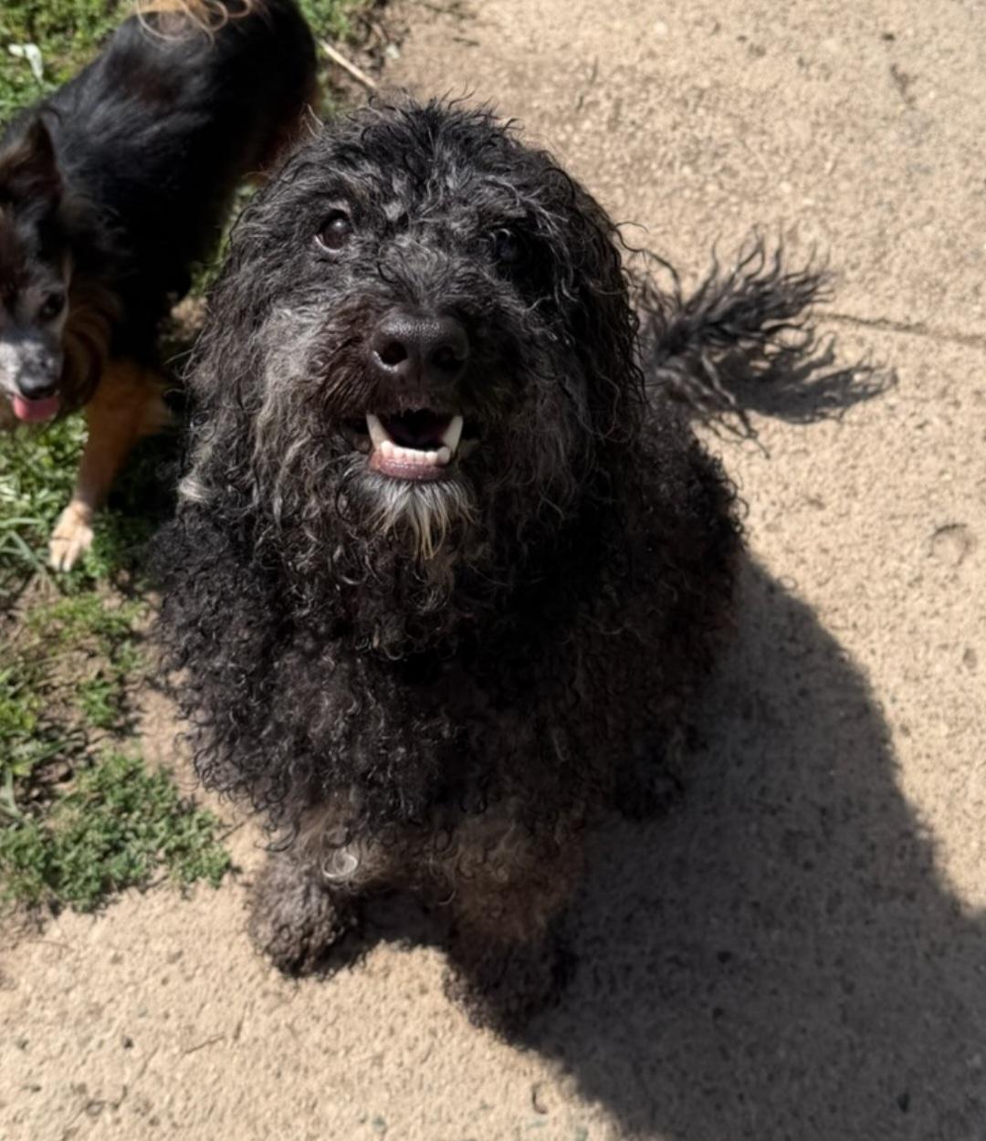 Tux, Adopted, Adult Male Miniature Poodle.