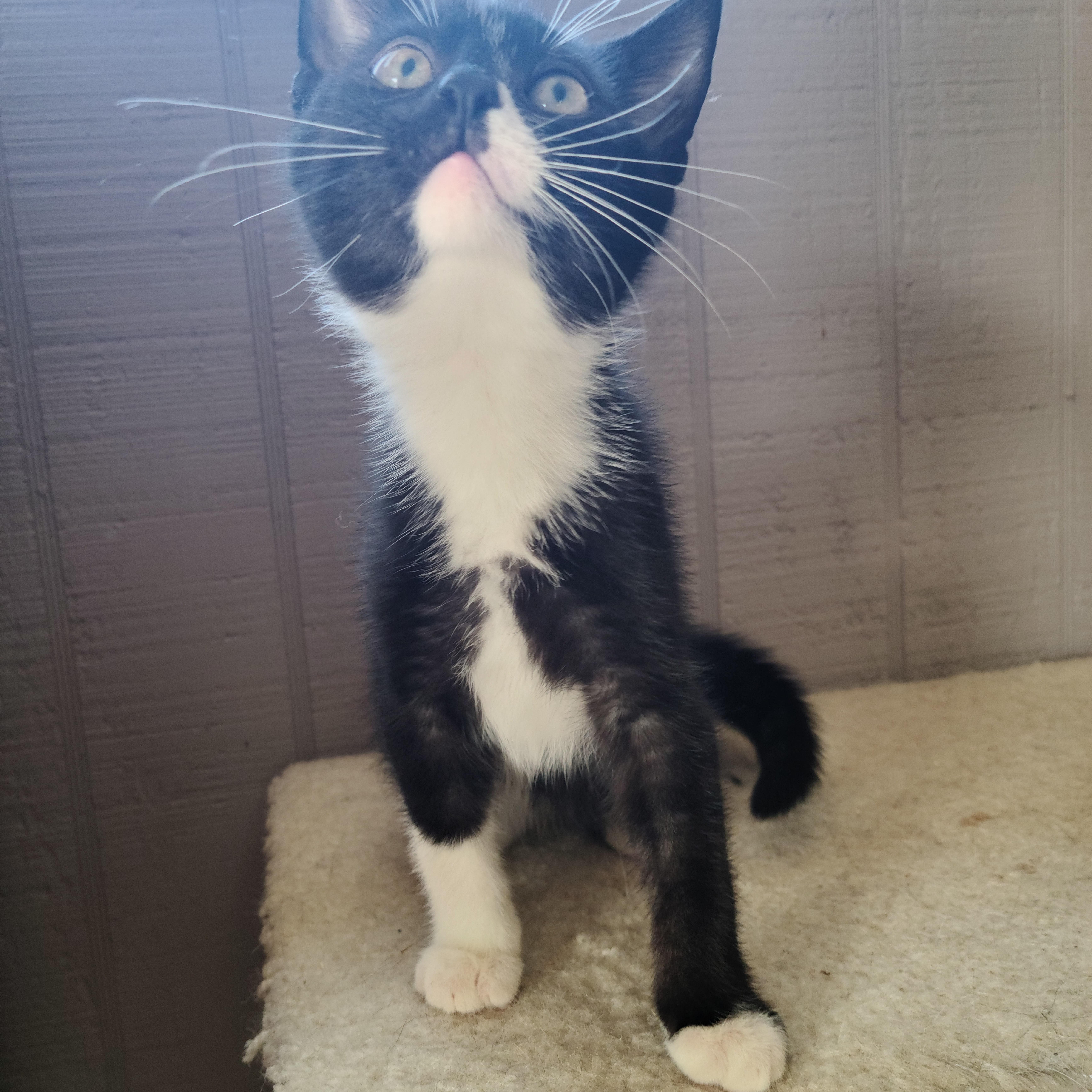 Louis, Baby Male Domestic Short Hair