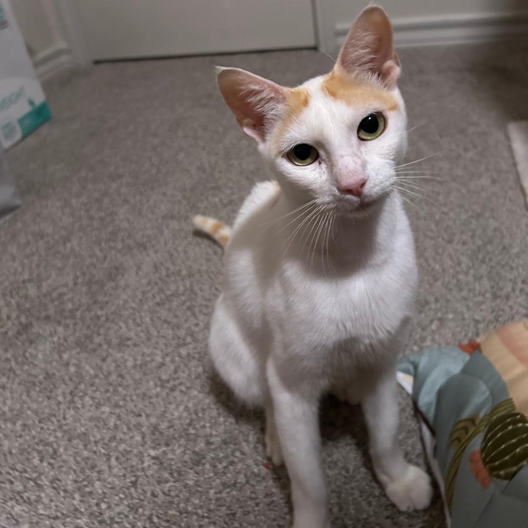 Enlarge Frankie, a Adoptable Domestic Short Hair in Fort Worth, TX image 1/4