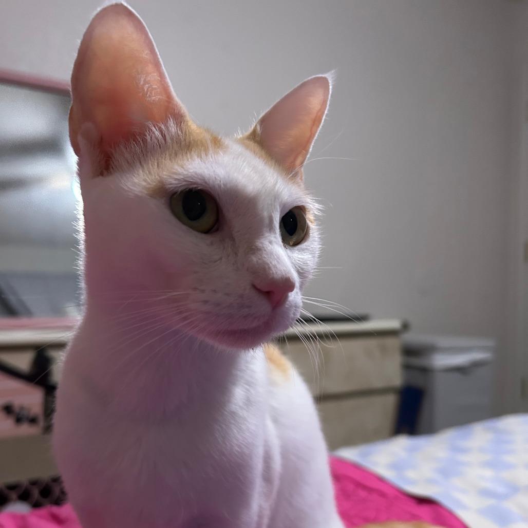 Enlarge Frankie, a Adoptable Domestic Short Hair in Fort Worth, TX image 2/4