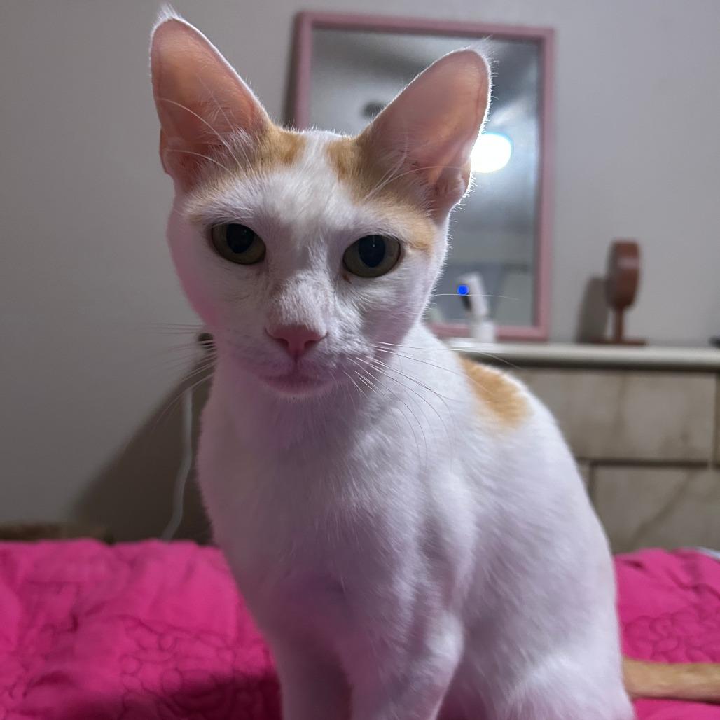 Enlarge Frankie, a Adoptable Domestic Short Hair in Fort Worth, TX image 3/4