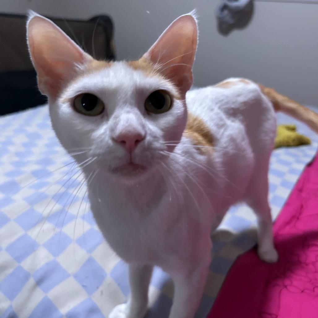 Enlarge Frankie, a Adoptable Domestic Short Hair in Fort Worth, TX image 4/4