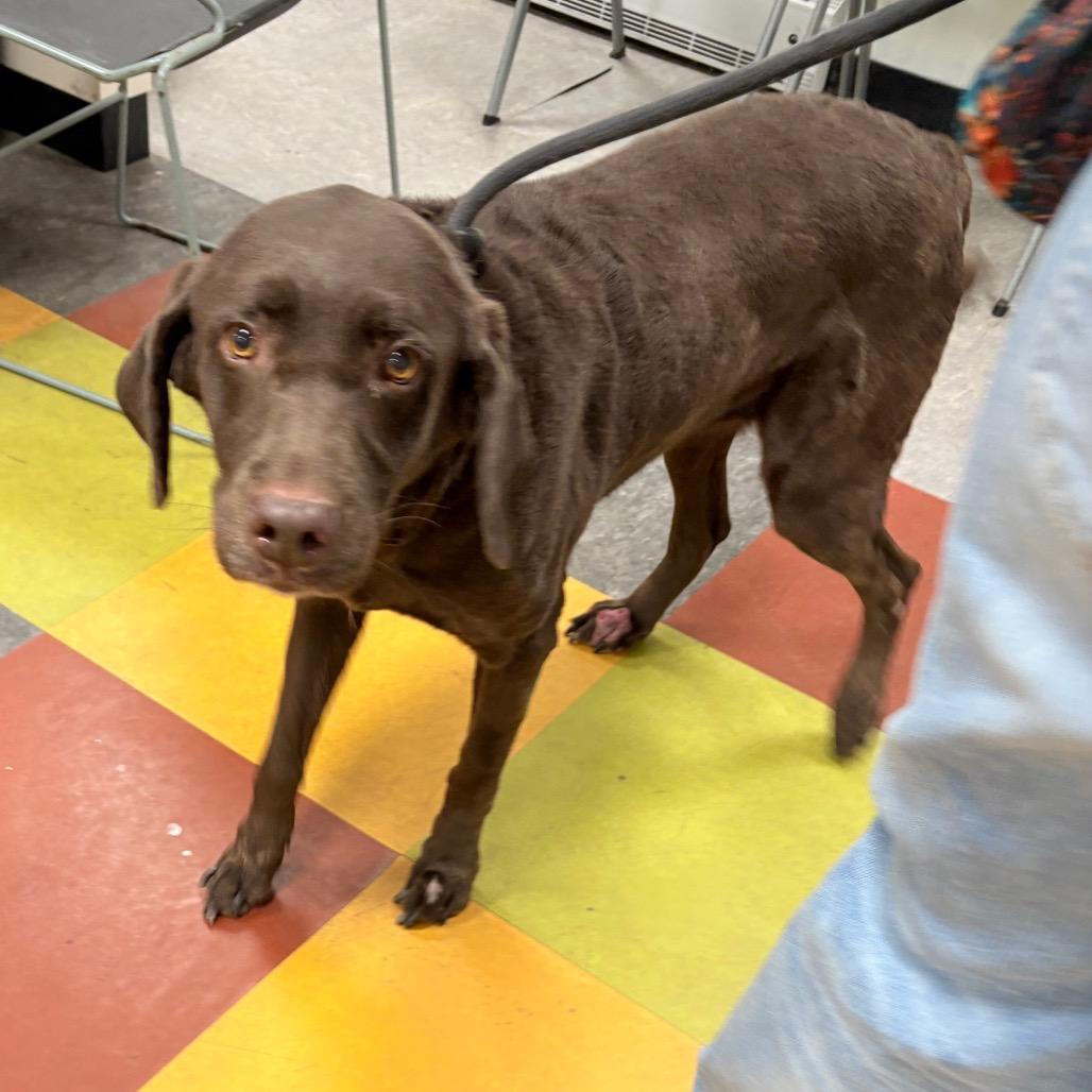 Cindy Lou Who, Adoptable, Adult Female Chocolate Labrador Retriever & Mixed Breed.
