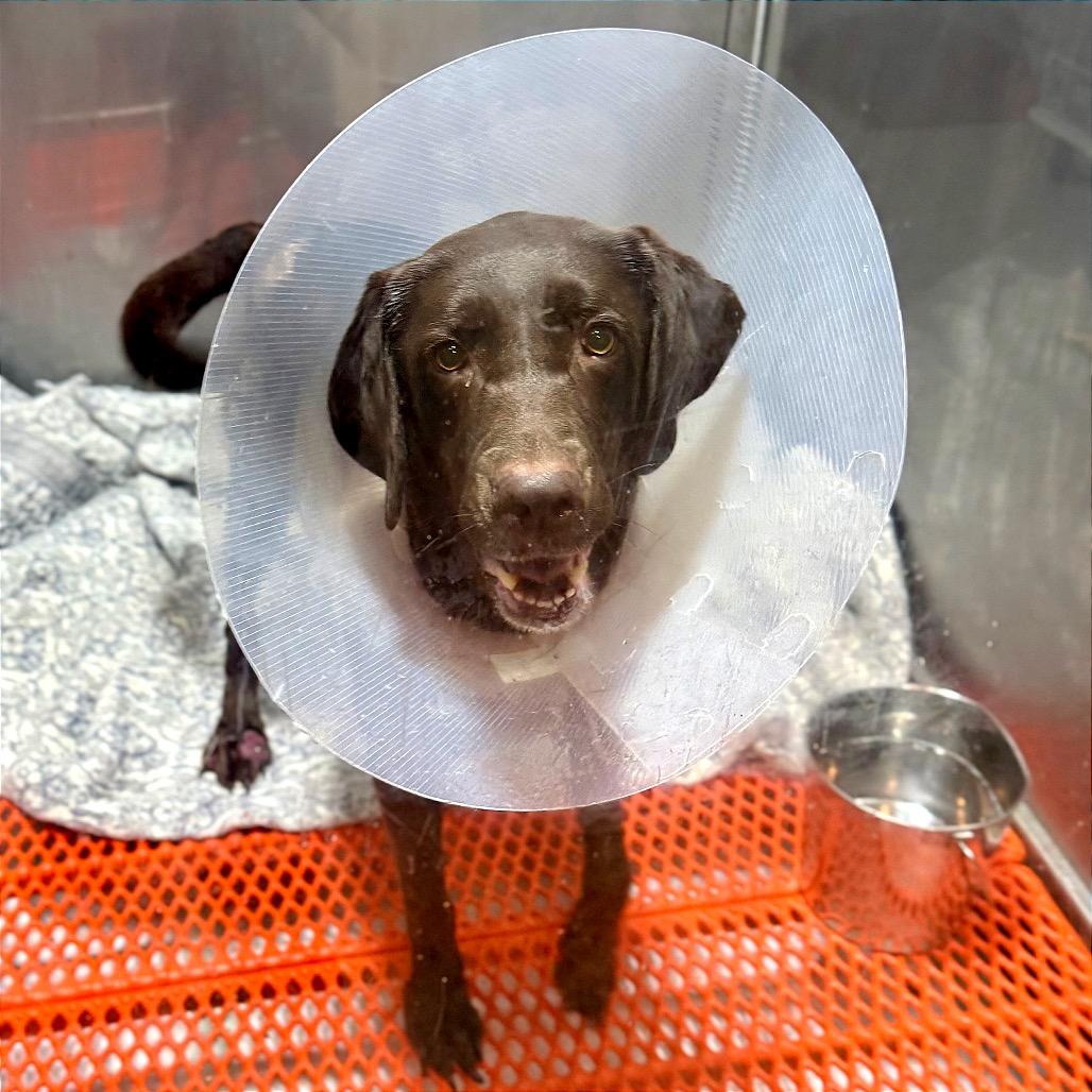 Enlarge Cindy Lou Who, a Adoptable mixed breed in West Chester, PA image 2/3