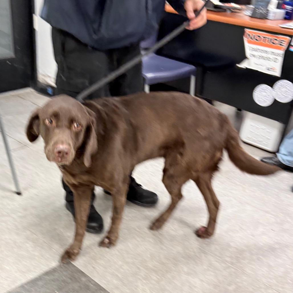 Enlarge Cindy Lou Who, a Adoptable mixed breed in West Chester, PA image 3/3