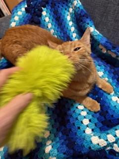 Buddy, a Adoptable Tabby in Mesquite, TX image 1/6