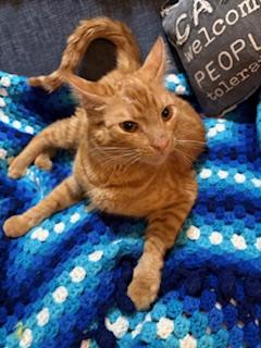 Buddy, a Adoptable Tabby in Mesquite, TX image 2/6