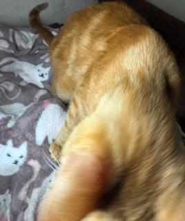 Buddy, a Adoptable Tabby in Mesquite, TX image 6/6