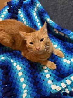 Buddy, a Adoptable Tabby in Mesquite, TX image 3/6