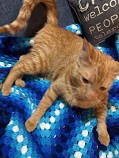 Buddy, a Adoptable Tabby in Mesquite, TX image 4/6