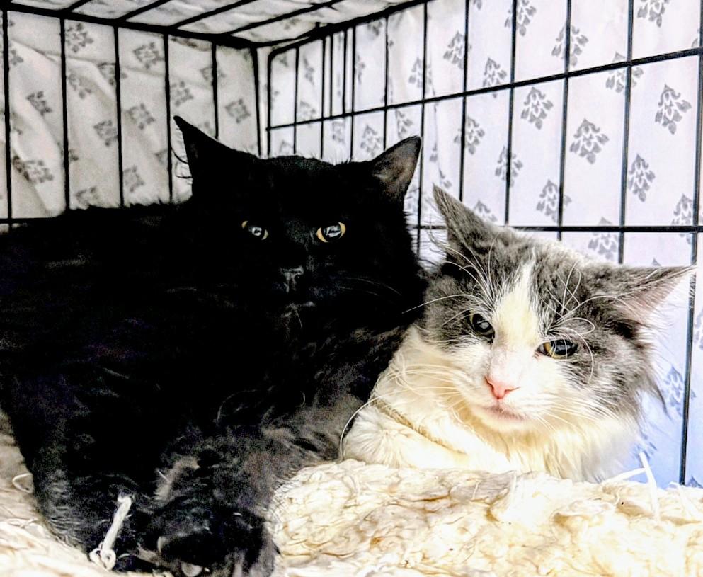 Enlarge Angelina, a Adoptable Domestic Long Hair in Reno, NV image 3/3