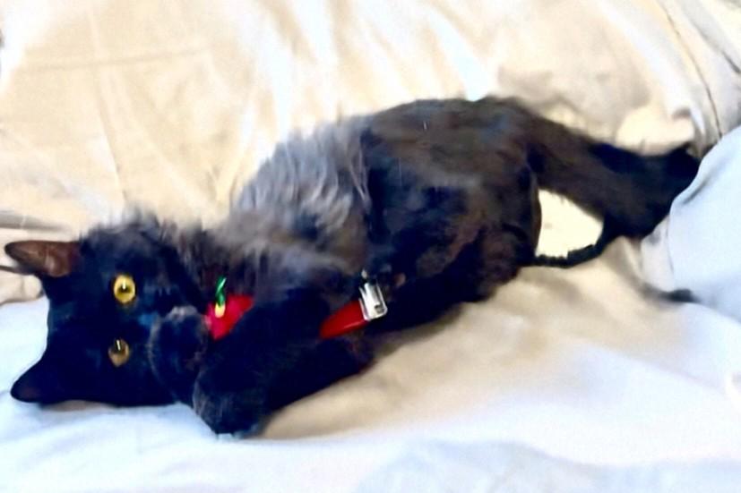 Enlarge Angelina, a Adoptable Domestic Long Hair in Reno, NV image 2/3