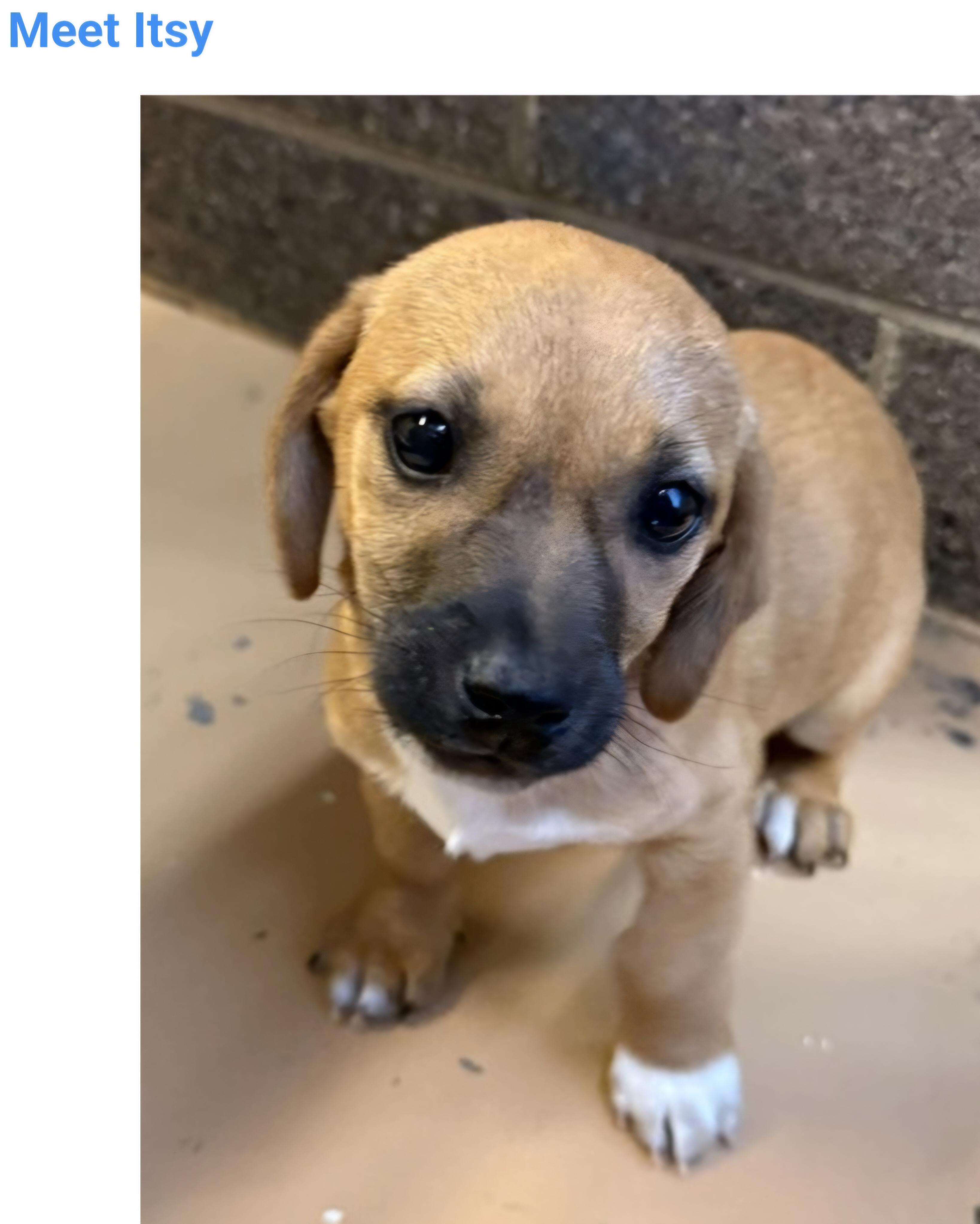 Enlarge Itsy, a ADOPTABLE mixed breed in Salt Lake City, UT image 1/1