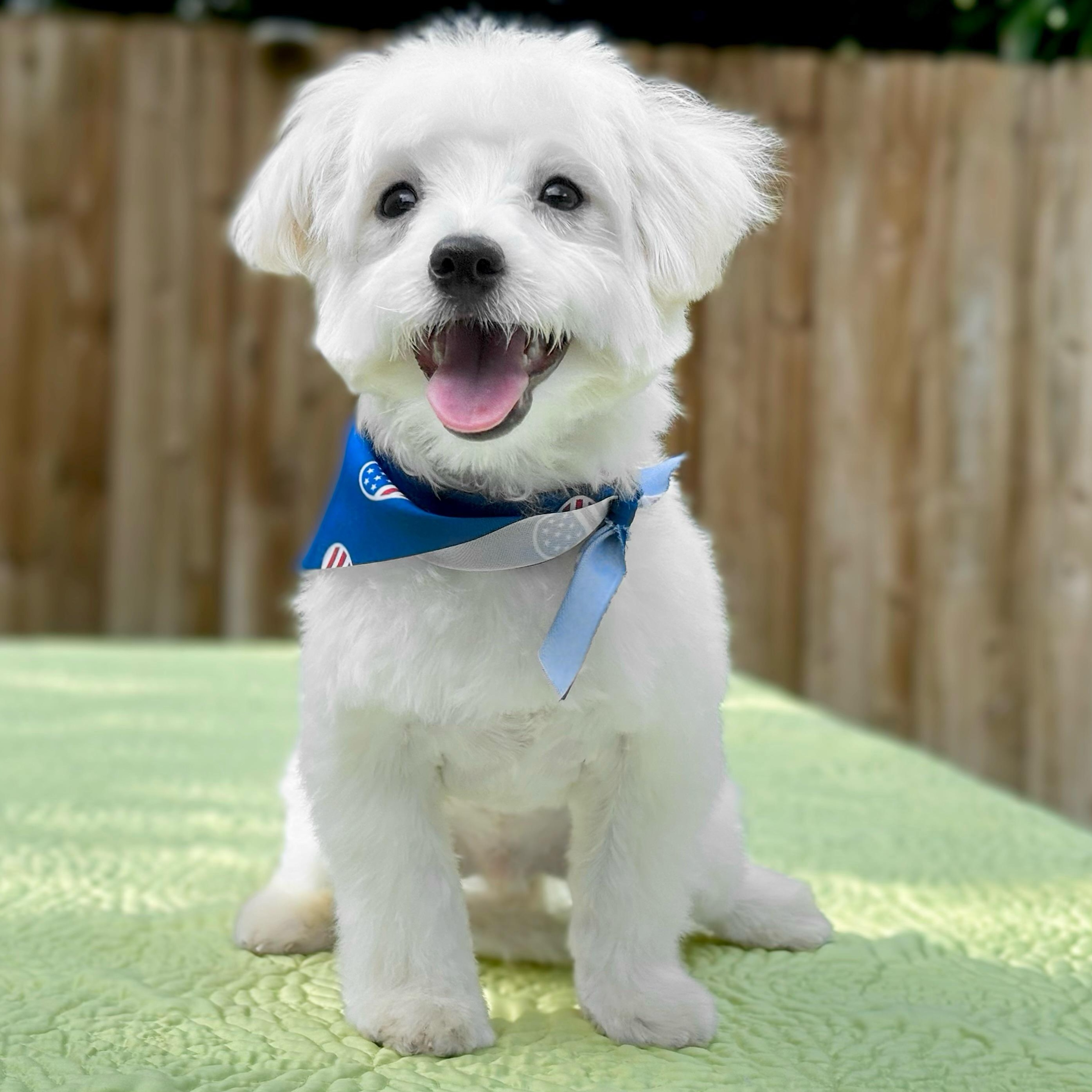 Mateo, adopted, Puppy Male Maltese.