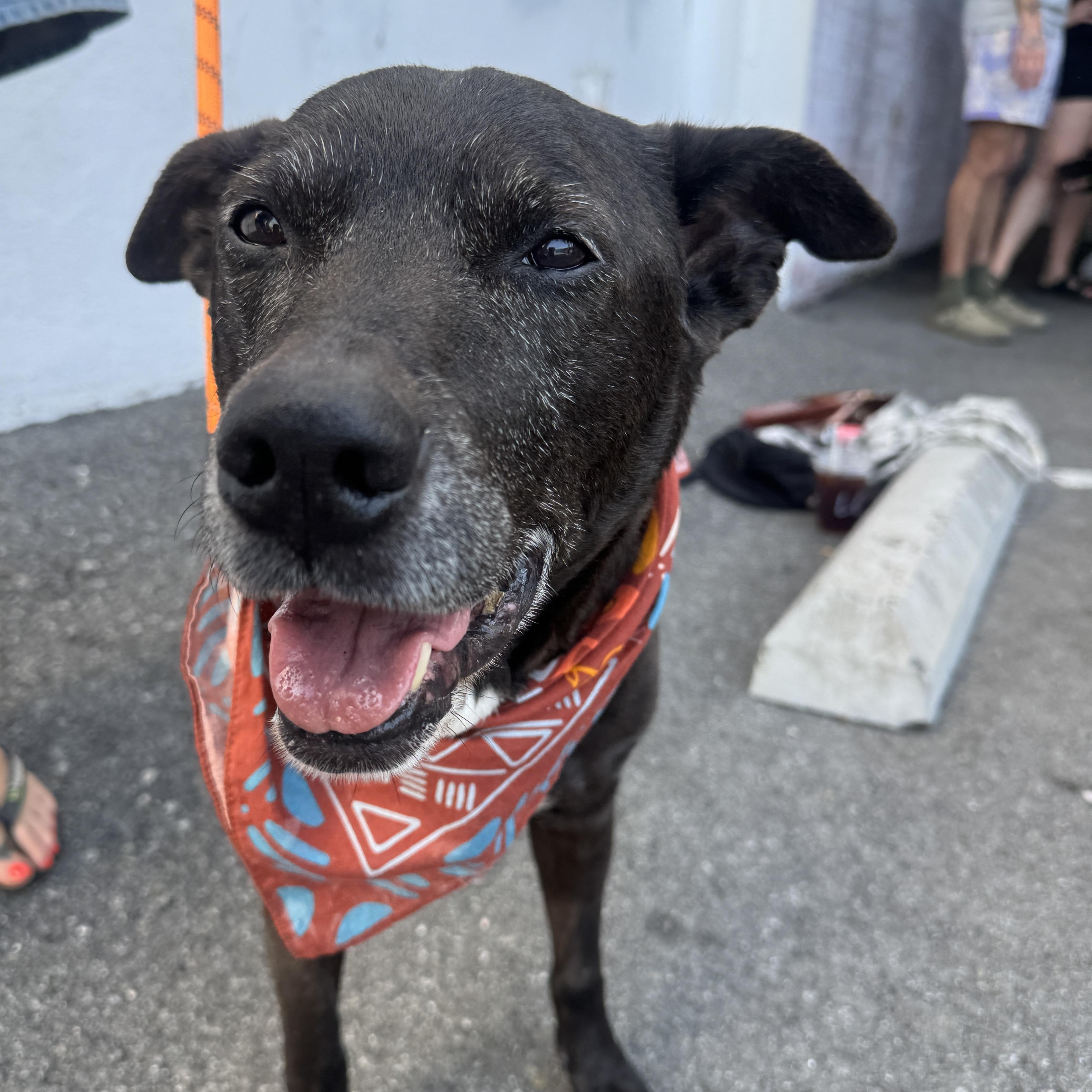 Enlarge Diego, a ADOPTABLE mixed breed in Beverly Hills, CA image 1/1