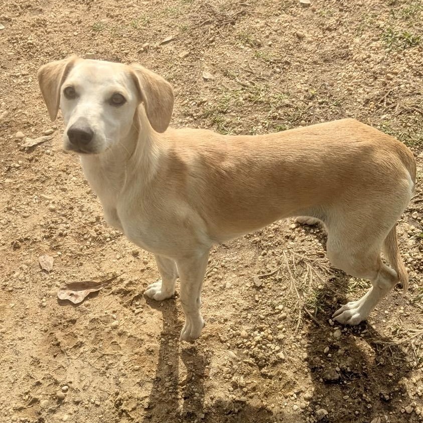 Enlarge Bridget (Suncoast), an adopted mixed breed in Brewton, AL image 3/4