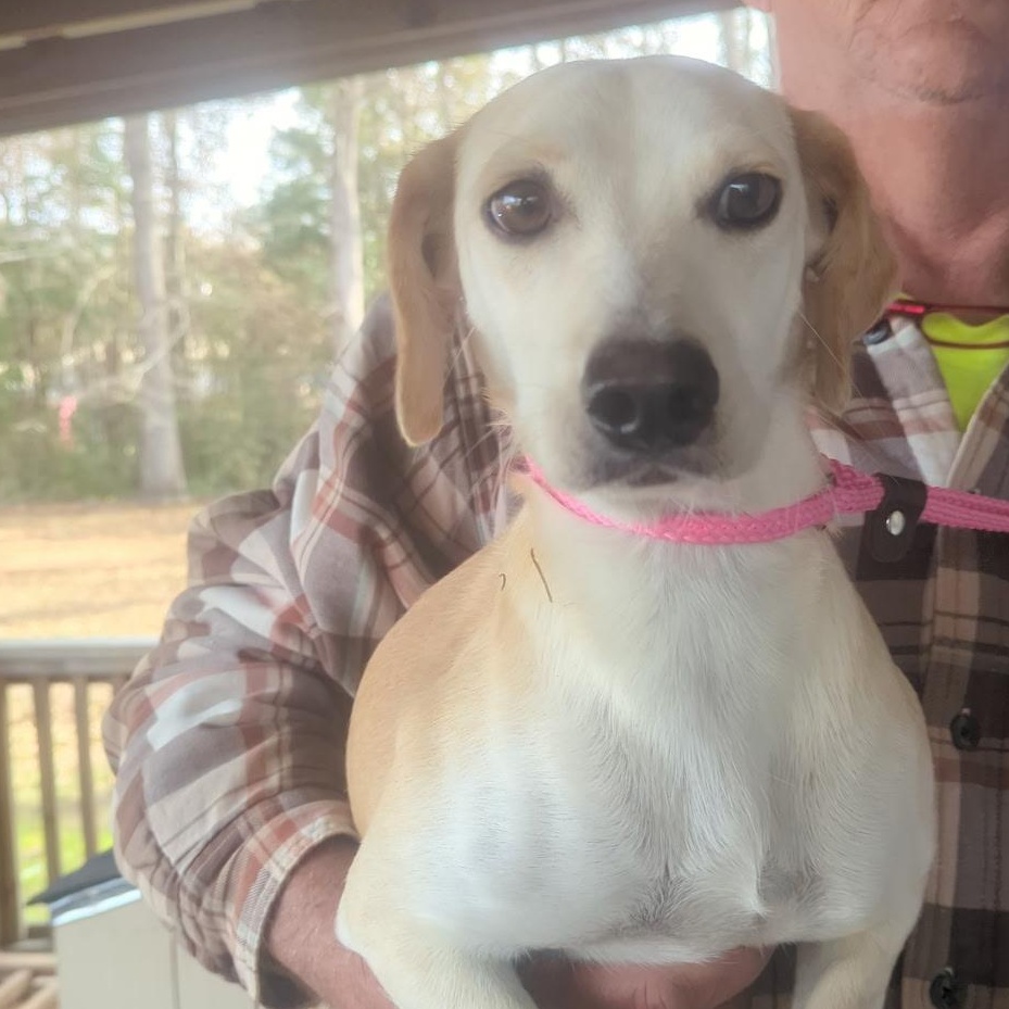 Enlarge Bridget (Suncoast), an adopted mixed breed in Brewton, AL image 1/4