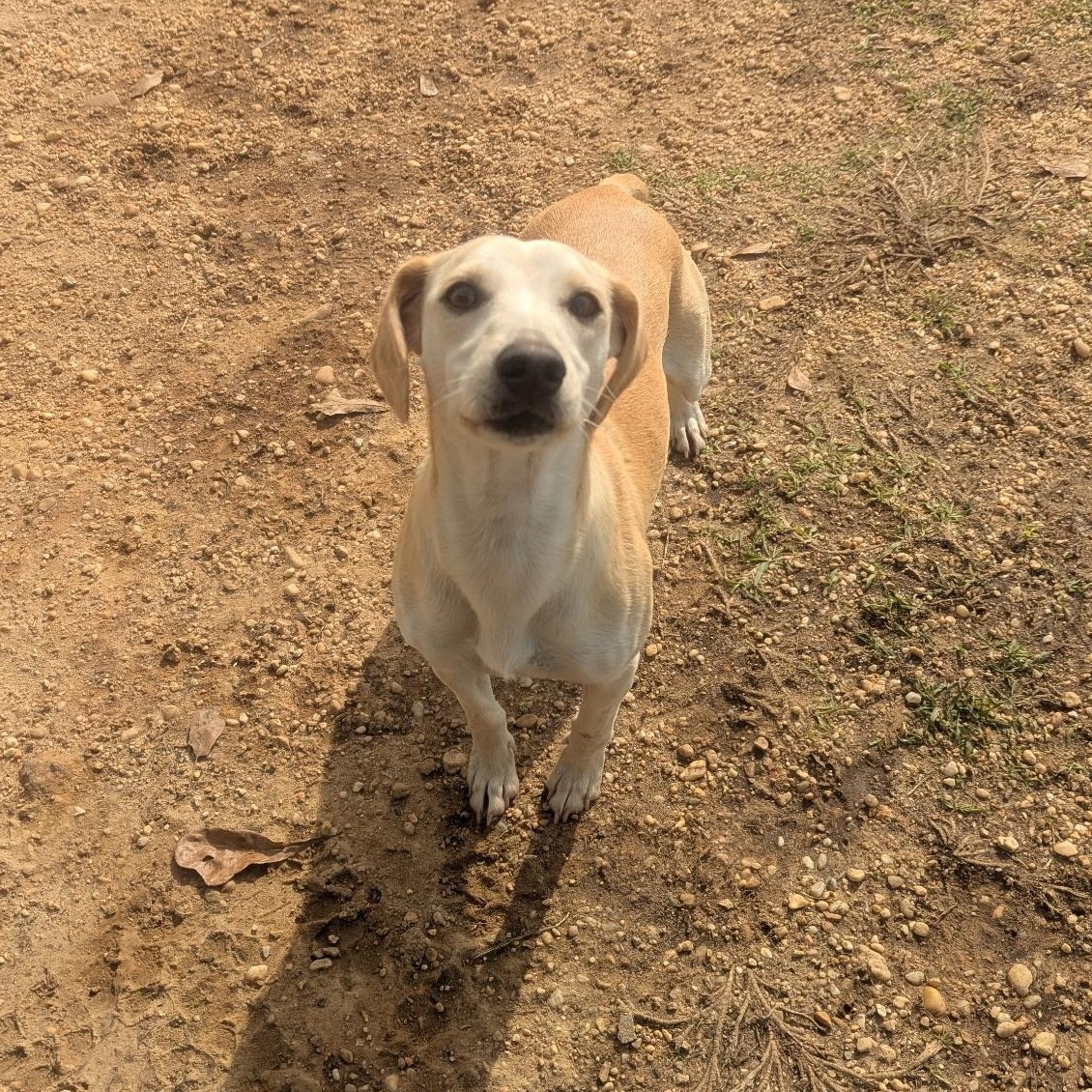 Enlarge Bridget (Suncoast), an adopted mixed breed in Brewton, AL image 2/4