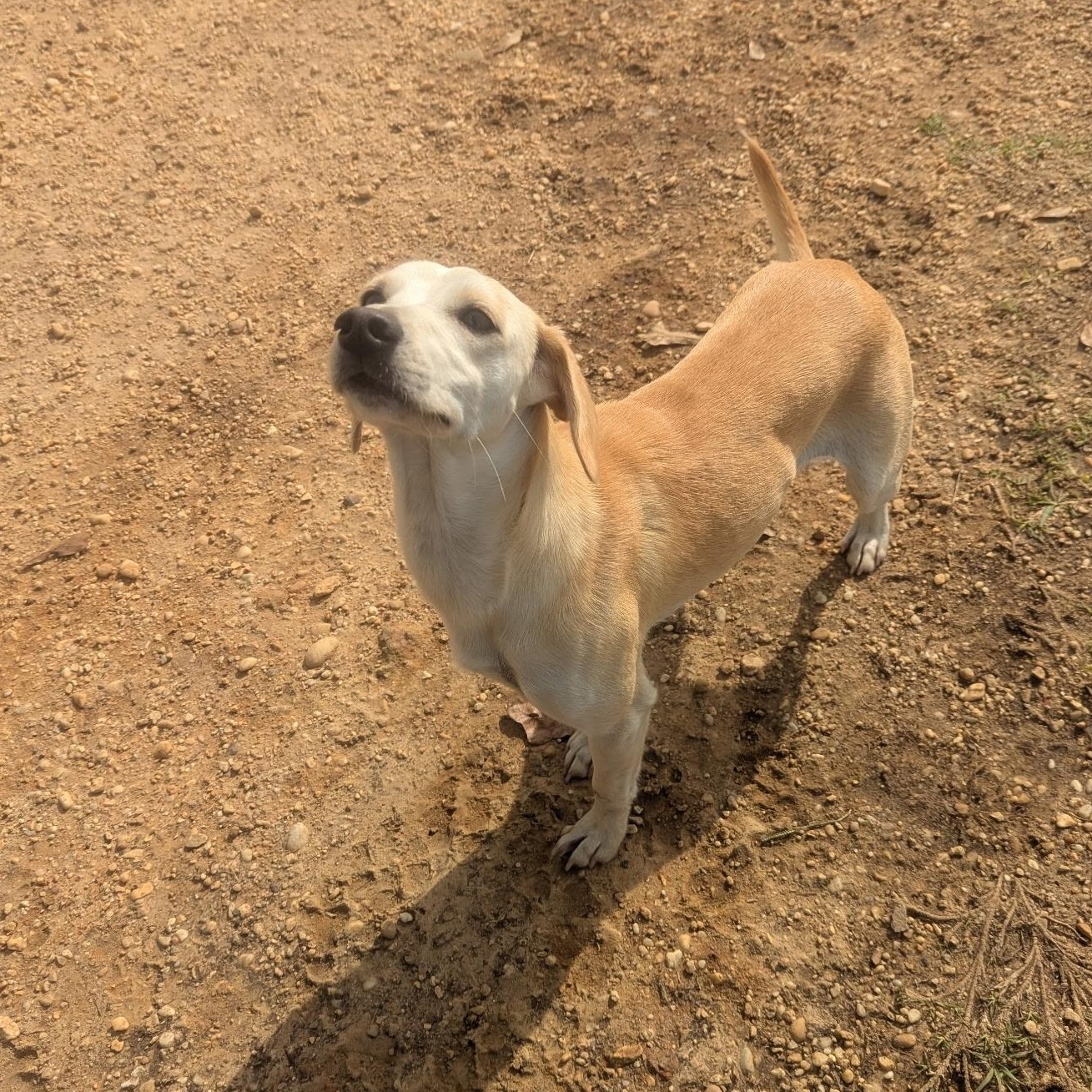 Enlarge Bridget (Suncoast), an adopted mixed breed in Brewton, AL image 4/4
