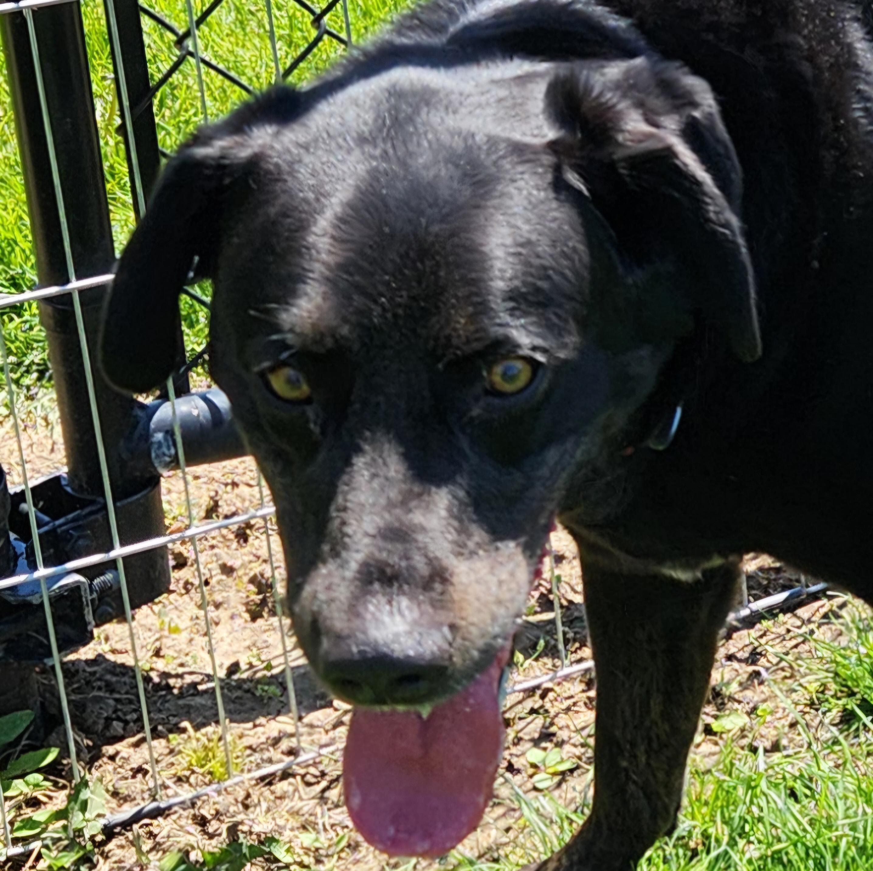 Enlarge Koda 52367, a Adopted mixed breed in Cedar Rapids, IA image 3/5