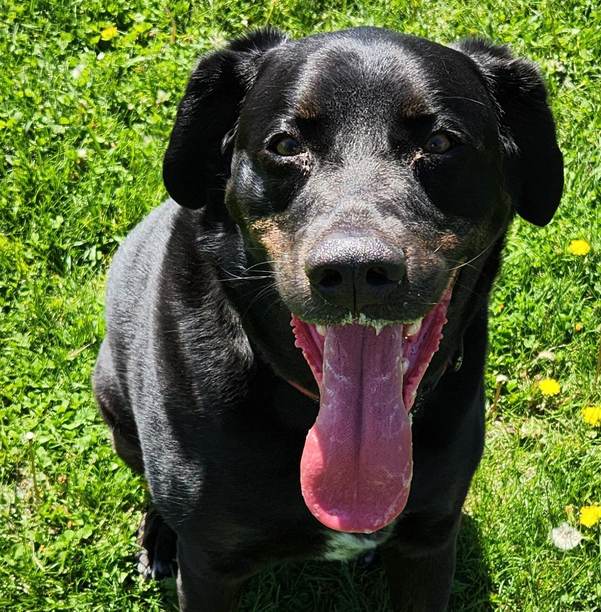 Enlarge Koda 52367, a Adopted mixed breed in Cedar Rapids, IA image 1/5