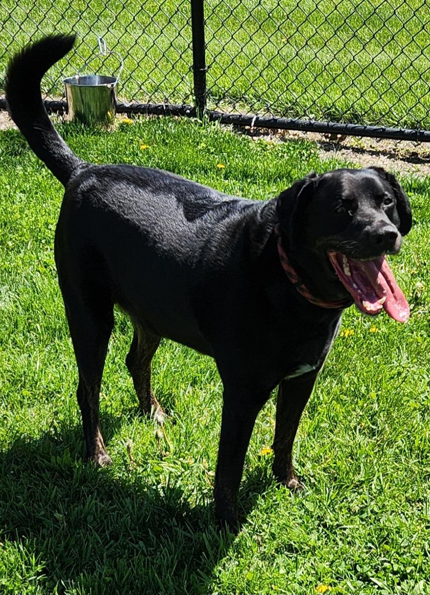 Enlarge Koda 52367, a Adopted mixed breed in Cedar Rapids, IA image 2/5