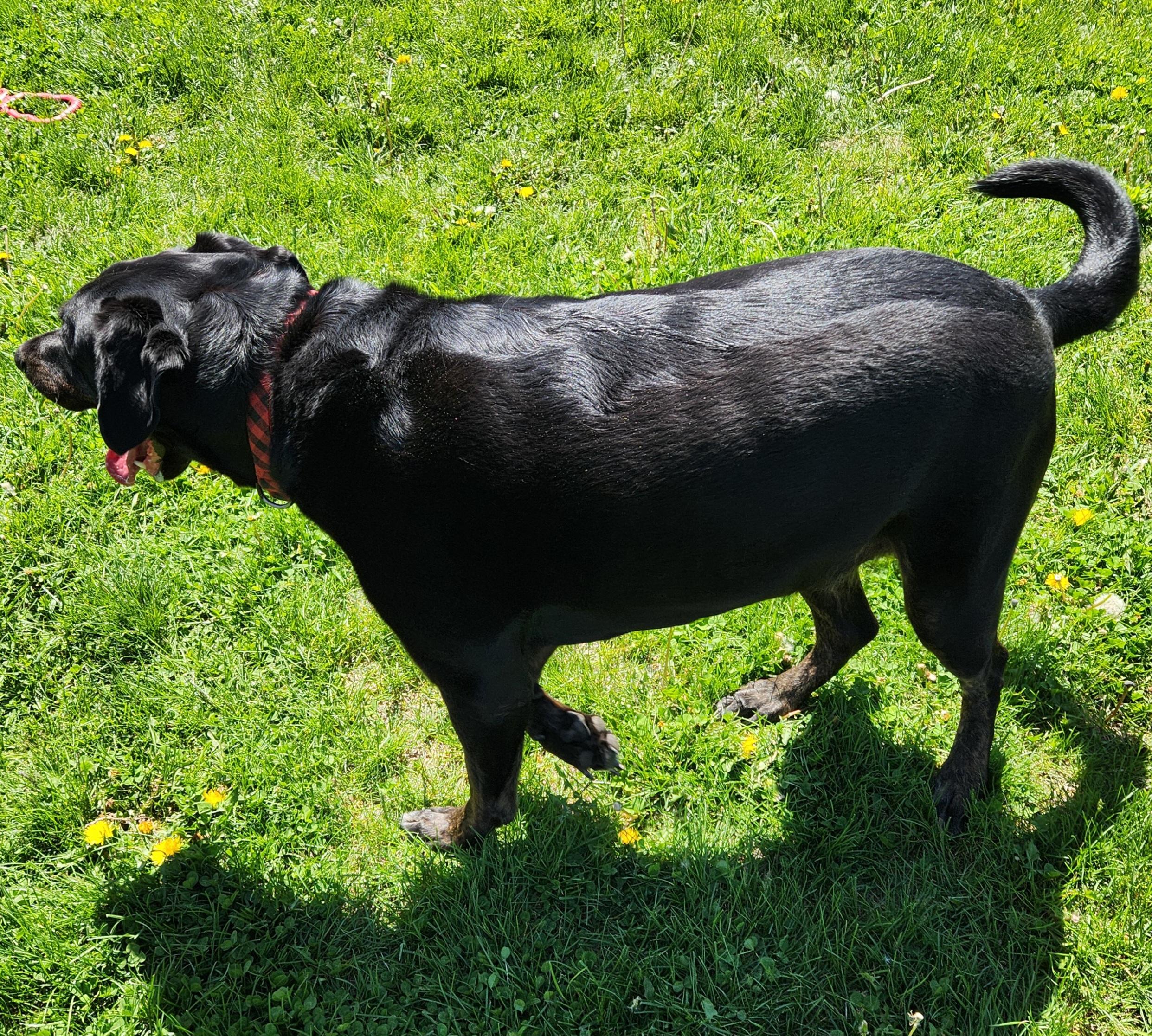 Enlarge Koda 52367, a Adopted mixed breed in Cedar Rapids, IA image 4/5