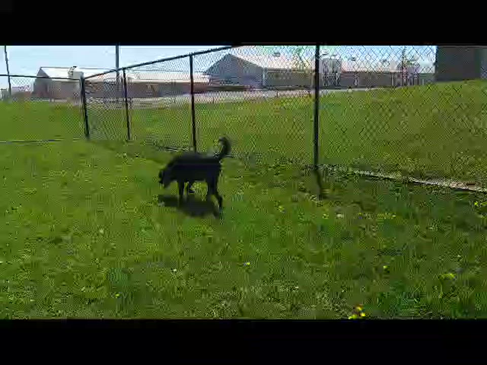 Enlarge Koda 52367, a Adopted mixed breed in Cedar Rapids, IA video 5/5